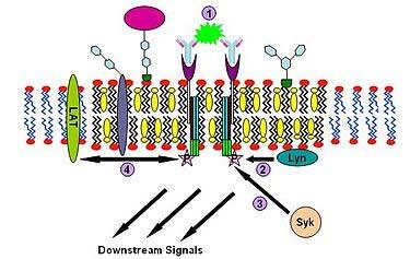 Signaling da IgE (1) Mast cells, basofili Signaling da IgE (2) La IgE prima si lega, mediante il segmento Fc, a recettori Fc epsilon (FcεR) che risiedono nella membrana plasmatica di mast cells e