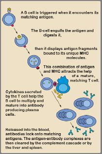 Attivazione dei linfociti B (1) http://commons.wikimedia.org/wiki/file:b_cell_activation.png http://www.ncbi.nlm.nih.gov/books/nbk26884/figure/a4448/?report=objectonly http://www.ncbi.nlm.nih.gov/books/nbk27130/figure/a689/?