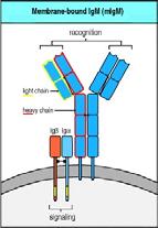 antigene e vengono attivate. L attivazione delle cellule B richiede due segnali distinti e dà origine al differenziamento delle cellule B in cellule B della memoria o in plasmacellule.