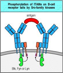 Attivazione dei linfociti B (4) Attivazione dei linfociti B (5) Una volta attivate, le cellule B proliferano e formano centri germinali dove si differenziano in cellule B della memoria o in