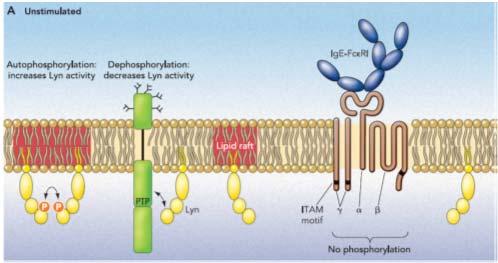 Delle chinasi della famiglia Src sono associate ai recettori per l antigene e fosforilano le tirosine negli ITAMs Le chinasi della famiglia Src legate alla membrana Fyn, Blk, e Lyn si associano con