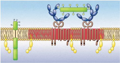 Modello del ruolo dei rafts nel segnalamento mediato dal recettore FcRI (recettore per le IgE) 2 B: stimulation by binding of multivalent antigen clusters IgE receptors and induces formation of