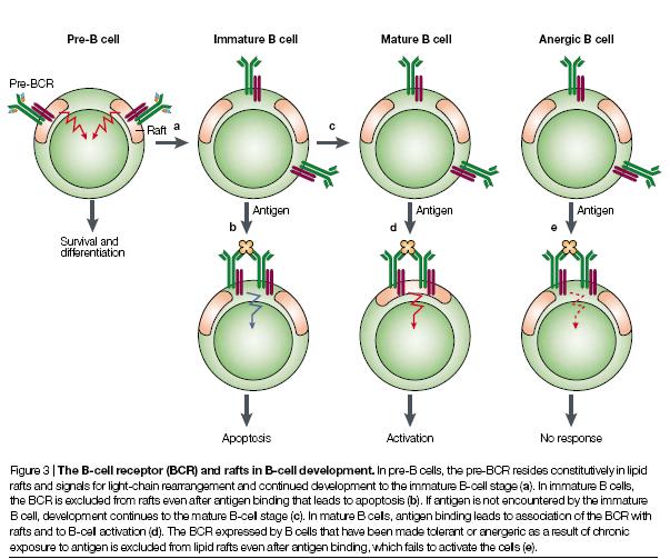 The presence of Lyn in these rafts shields the kinase from non raft targeted phosphatases, increasing its activity and enhancing phosphorylation of the IgE receptor and other substrates, leading to