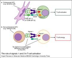 Clustering of the T cell receptor and a co receptor initiates signaling within the T cell ATTIVAZIONE LINFOCITI T