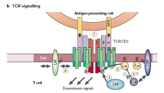 Signalling in rafts mediato da T cell antigen receptor (TCR) Segnalamento mediato dal recettore per l antigene dei linfociti T (1) Anche il «T cell antigen receptor» (TCR) è un recettore