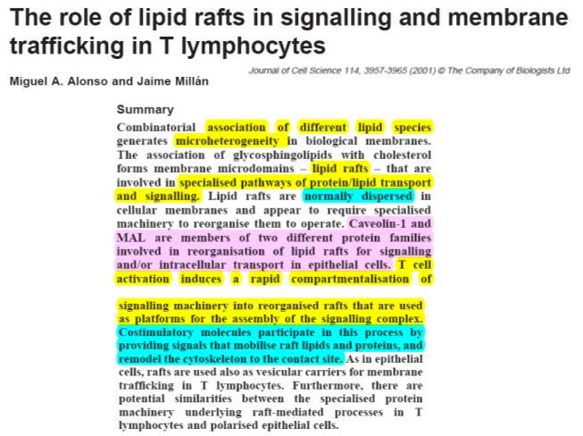 tirosine. 4. La Syk/ZAP 70 può, a sua volta, attivare alter proteine quali LAT, un adattatore associato ai rafts.