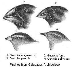 Le osservazioni sui fringuelli delle Galàpagos Nel 1859 pubblicò L origine delle specie, uno dei libri più importanti di sempre in ambito scientifico e culturale, il risultato di una lunga