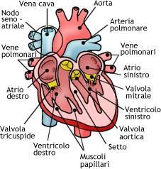 La piccola circolazione trasporta sangue venoso, ricco di anidride carbonica, dal cuore ai polmoni, dove il sangue viene purificato e riportato al cuore ossigenato.