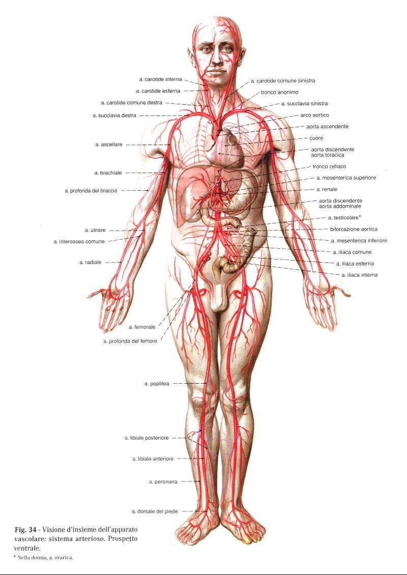 Principali arterie