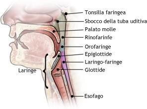 FARINGE L'aria introdotta raggiunge il segmento superiore della faringe (o rinofaringe).