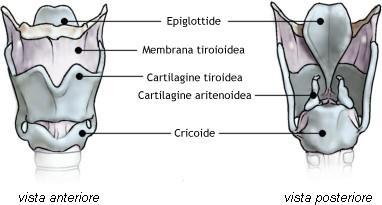 Infatti durante la normale respirazione, l'epiglottide si piega verso l'alto, permettendo all'aria di fluire liberamente nella laringe.