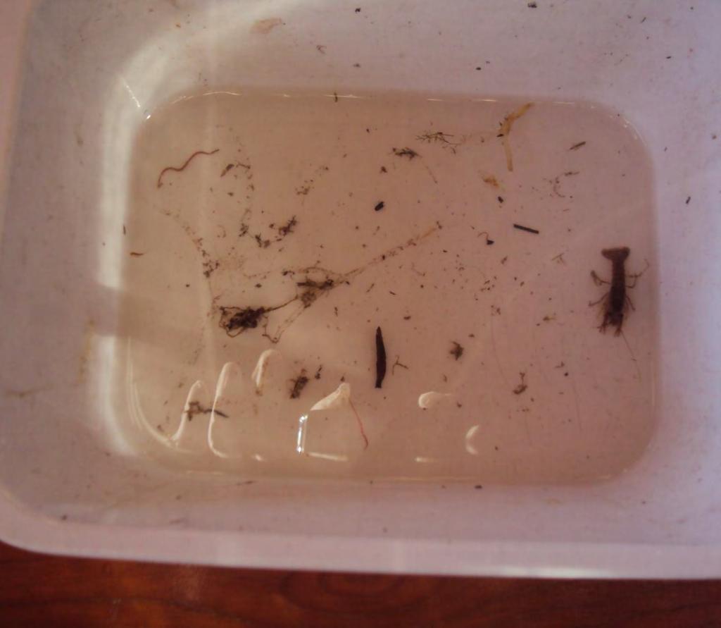 All interno del campione di fondale sono stati individuati: Larva di Efemerottero,