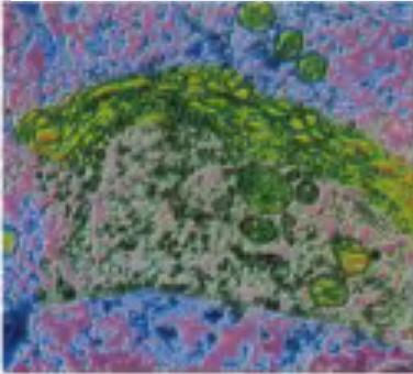Gli organelli cellulari Apparato di Golgi: sistema di membrane chiuso, costituito da strutture a
