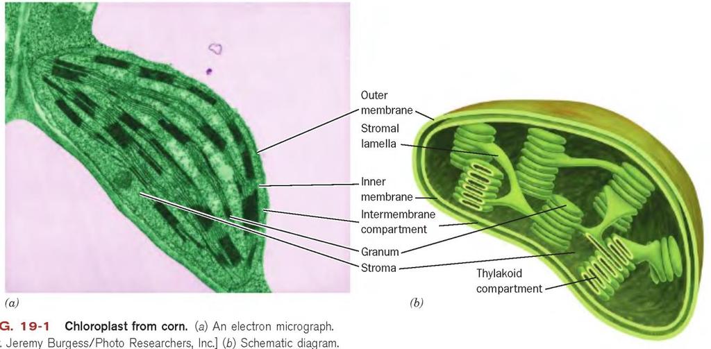 Gli organelli cellulari Cloroplasti: organelli delle cellule vegetali, avvolti da doppia membrana e contenenti proprio DNA Svolgono la fotosintesi clorofilliana, in cui si generano O 2 e carboidrati,