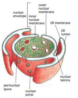 Gli organelli cellulari Nucleo: contiene quasi tutto il DNA della cellula Il più grande organello cellulare Due membrane Deputato a deposito, replicazione e espressione dell informazione genetica