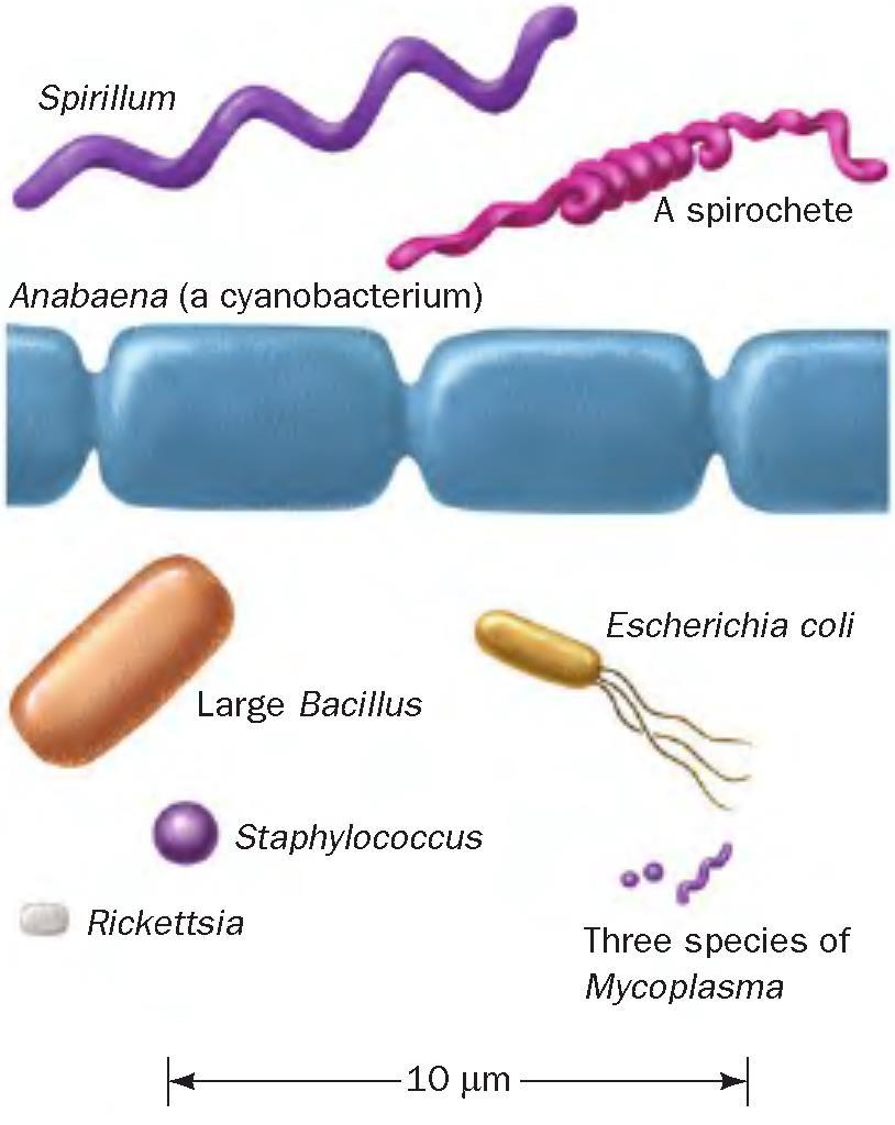 La cellula procariota Procarioti: dal greco pro, primo + káryon, nucleo.