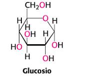 Il catabolismo aerobico In gran parte degli organismi, il metabolismo parte da molecole organiche più complesse I prodotti finali sono semplici (acido lattico, etanolo, anidride carbonica, urea e