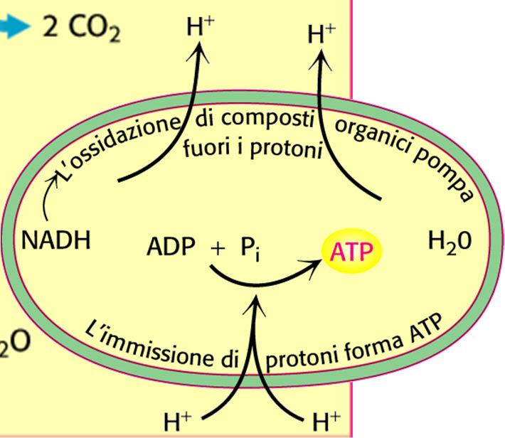 cellulare, l ossidazione di