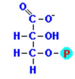 + HPO 4 2- + aldeide acil