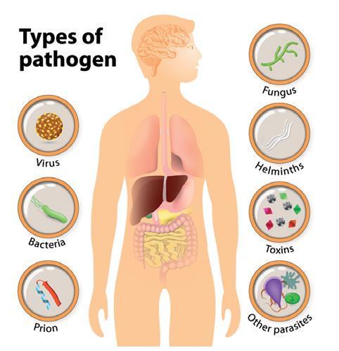 Gli agenti biologici delle principali malattie trasmesse dagli alimenti si distinguono in: prioni, o proteine infettive; virus, parassiti intracellulari; batteri, responsabili di intossicazioni,