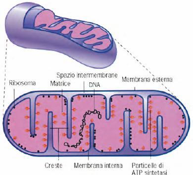 Le creste differiscono in lunghezza,forma e numero, a seconda delle richieste energetiche della cellula. Cellule normali:creste si allungano per metà della matrice.