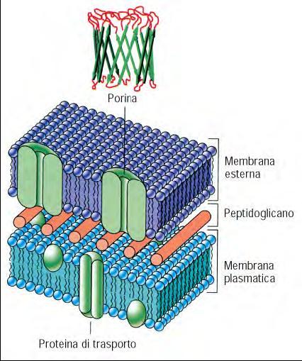 Le membrane mitocondriali sono composte principalmente da proteine, lipidi in misura minore.