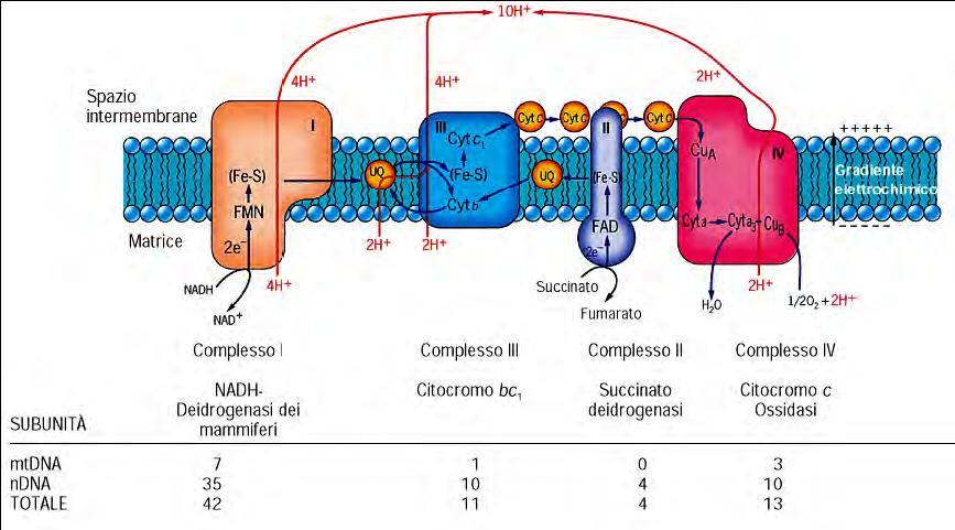 Membrana interna Proteine