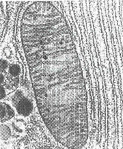 I MITOCONDRI I mitocondri sono gli organuli responsabili della produzione di energia necessaria alla