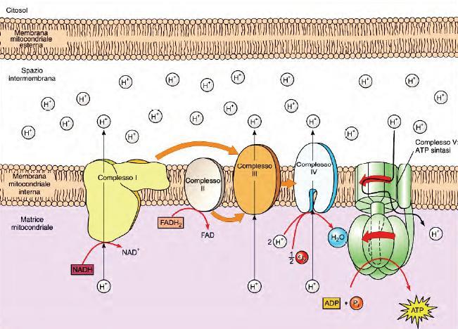 La perdita degli elettroni da parte di NADH e FADH2 rigenera anche NAD+ e FAD, che sono necessari per un metabolismo ossidativo continuo.