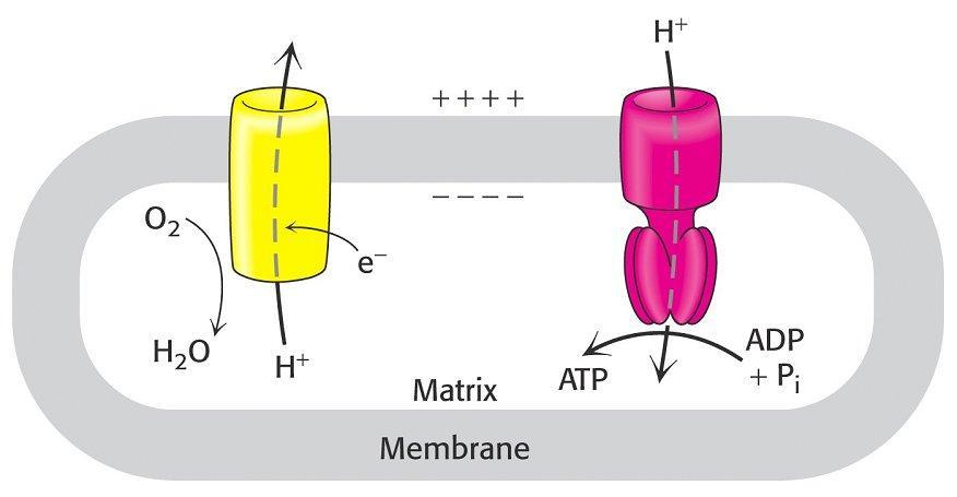 Questo movimento di protoni ha due conseguenze principali:1) genera un gradiente di ph attraverso la membrana mitocondriale interna, con il ph più alto nella matrice rispetto al citosol;2)genera un