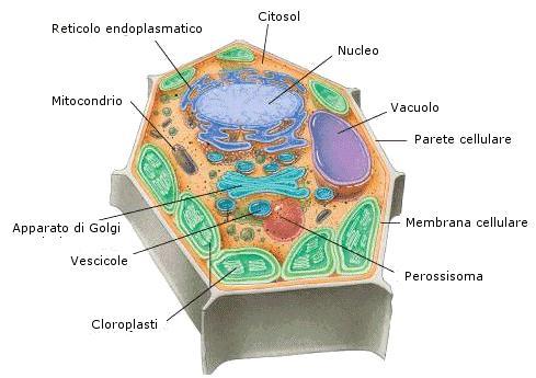 Hanno forma sferico-ellissoide e dimensioni di circa 1μm x 1-3μm Il loro numero per