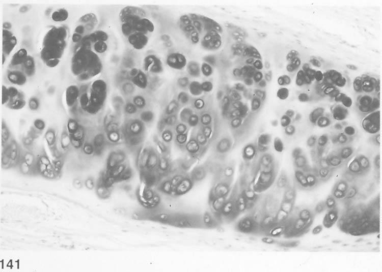 Cartilagine della I gruppi isogeni sonoialina gruppetti di condrociti tutti derivati da una cellula iniziale che si