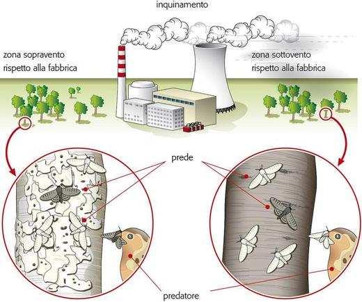 La mutazione della farfalla punteggiata della betulla nel 19 secolo è un altro esempio di microevoluzione.