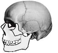 Il cranio: la volta Osso frontale Osso parietale