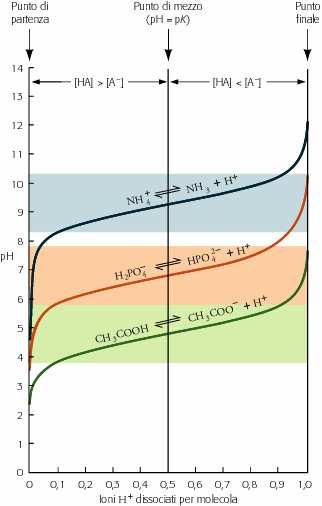 Le curve di titolazione hanno Andamenti simili Sono spostate sull asse del ph La pendenza è minore al punto di mezzo, quando: ph= pk È