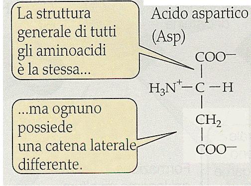 costituita da un numero variabile di amminoacidi: