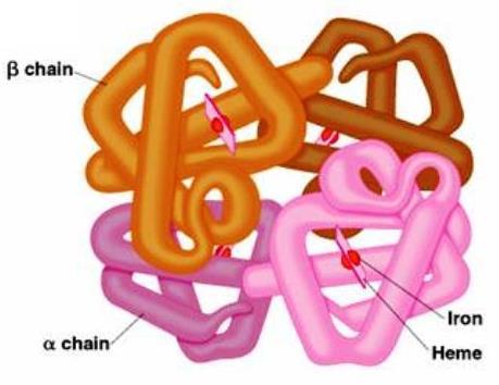 LIVELLI DI ORGANIZZAZIONE DI UNA PROTEINA EMOGLOBINA (Hb) IMMUNOGLOBULINE (Ig) STRUTTURA