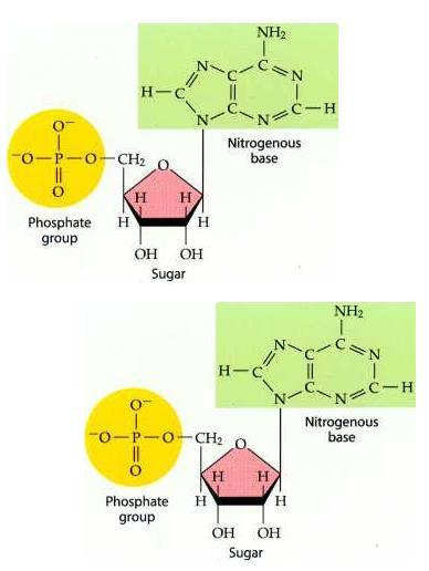 NUCLEOTIDE AGGIUNTO AVRA LIBERA L ESTREMITA 3 OH.