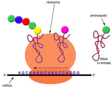 TIPI DI RNA RNA RIBOSOMIALE (rrna): costituente dei ribosomi RNA MESSAGGERO (mrna): porta l informazione che deve essere tradotta in proteina RNA DI TRASFERIMENTO (trna): trasporto degli amminoacidi