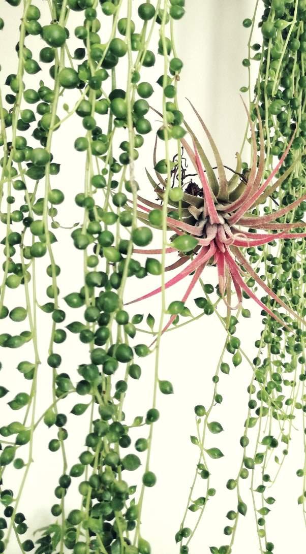 CHE COS'È UNA TILLANDSIA La tillandisia è una pianta perenne tropicale originaria di aree calde con alto tasso di umidità; è detta "epifita" perché in natura vive aggrappata ad altre piante.