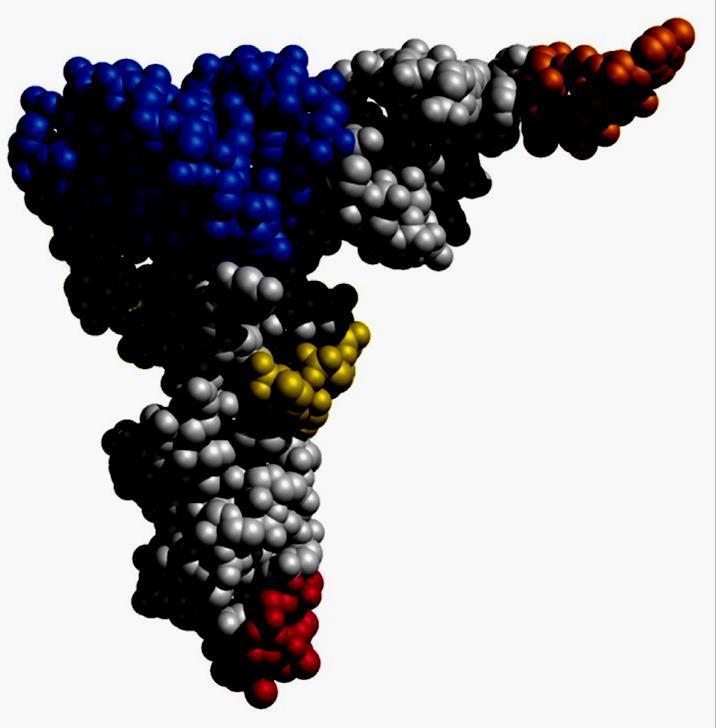 trna (RNA transfer) 10 15 % dell RNA totale. Trasportano amminoacidi fungendo da adattatori nella traduzione del codice genetico in proteine. Sono costituiti da 74 93 nucleotidi.