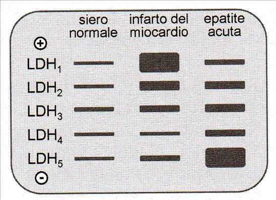 ISOENZIMI Forme molecolari diverse di un enzima che catalizzano però la stessa reazione sono dette isoenzimi o isozimi. Es.