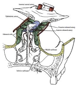 ANATOMIA NASOSINUSALE ETMOIDE L etmoide è un osso dispari cuboidale, localizzato nella parte anteriore del basicranio, e concorre a formare la parete mediale dell orbita con la lamina papiracea, la