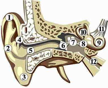 9. Coclea: struttura dell orecchio interno che contiene parte degli organi uditivi 10.Canali semicircolari: parte dell orecchio interno che regolano il cosiddetto equilibrio dinamico 11.