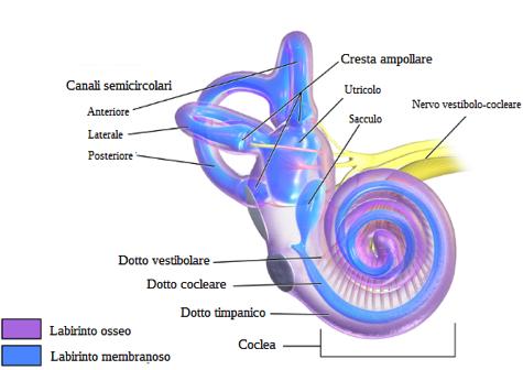 utricolo e sacculo (movimenti di traslazione) Canali ripieni di endolinfa: movimento eccita