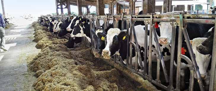 $ $ 4.665 STALLE ESAMINATE E 5 MILIONI DI TONNELLATE DI LATTE NEL 2017 Livello produttivo e qualità di «tutto» il latte lombardo di L. Zanini, L. Bava, G. Gislon, M.