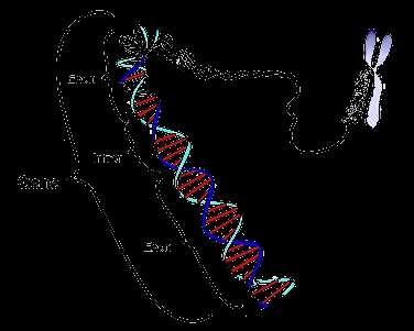 Un passo indietro Tutti i DNA sono organizzati in geni I geni codificano proteine Ogni gene presiede a una funzione (colore degli occhi) La procreazione combina geni diversi: cambiano le