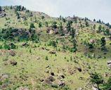 forest of blue pine in Bhutan Source: UN-REDD+