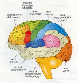 Cervello Il cervello è la parte più importante e contiene molti miliardi di cellule.