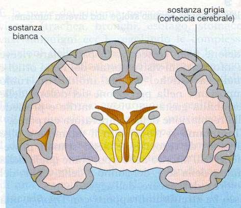 La parte più esterna, chiamata corteccia cerebrale, è formata da sostanza grigia, spessa pochi millimetri, di forma irregolare per la presenza di